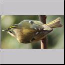 Regulus regulus - Wintergoldhaehnchen 05.jpg